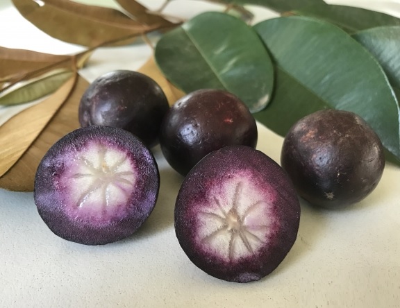 Bán Cây Giống Vú Sữa Mica Bán Cây Giống Vú Sữa Mica