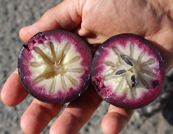 Bán Cây Giống Vú Sữa Mica Bán Cây Giống Vú Sữa Mica