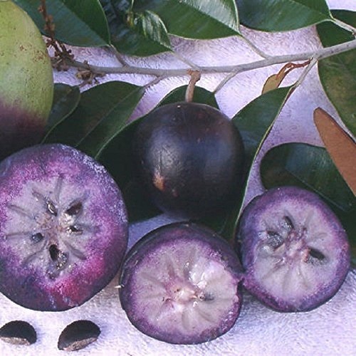 Bán Cây Giống Vú Sữa Mica Bán Cây Giống Vú Sữa Mica