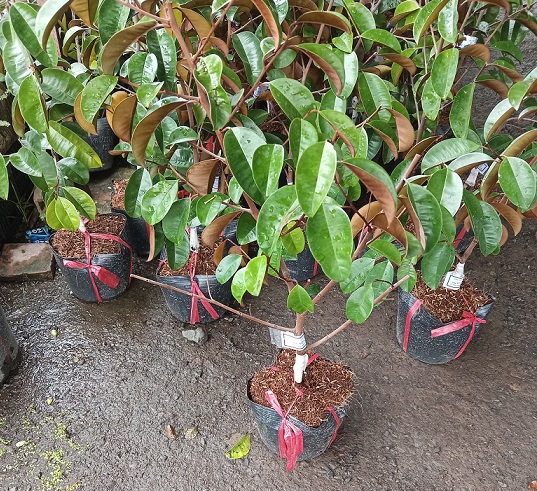 Bán Cây Giống Vú Sữa Mica Bán Cây Giống Vú Sữa Mica