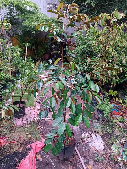 Bán Cây Giống Vú Sữa Mica Bán Cây Giống Vú Sữa Mica