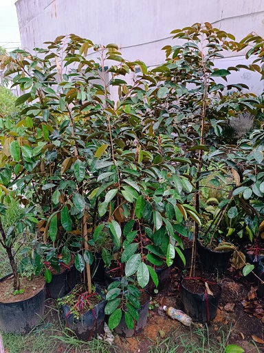 Bán Cây Giống Vú Sữa Mica Bán Cây Giống Vú Sữa Mica