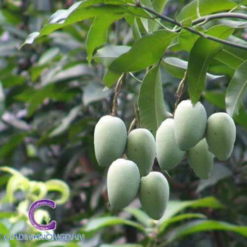 Cây Xoài Giống Cây Xoài Giống