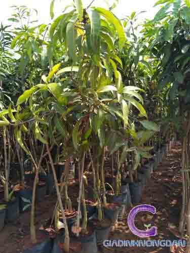 Cây Xoài Giống Cây Xoài Giống