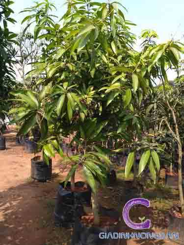 Cây Xoài Giống Cây Xoài Giống