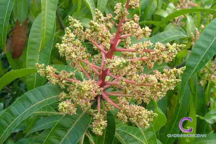 Cây Xoài Giống Cây Xoài Giống