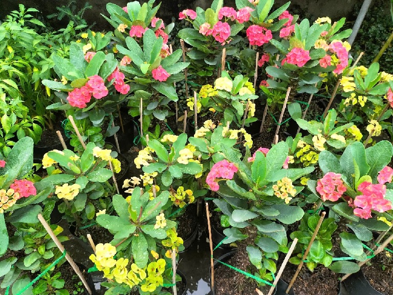 Cây xương rồng bát tiên Cây xương rồng bát tiên