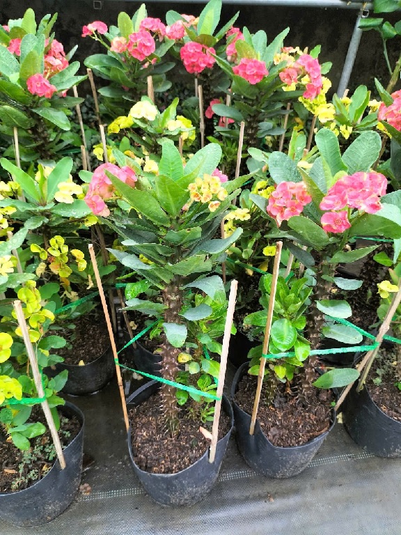 Cây xương rồng bát tiên Cây xương rồng bát tiên