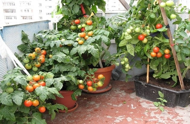 Chăm sóc cây cà chua hiệu quả tại nhà