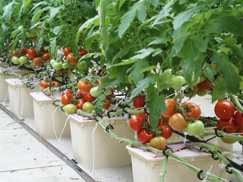 Chăm sóc cây cà chua hiệu quả tại nhà