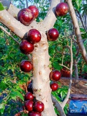 chăm sóc cây nho thân gỗ 12 vụ có trái chăm sóc cây nho thân gỗ 12 vụ có trái