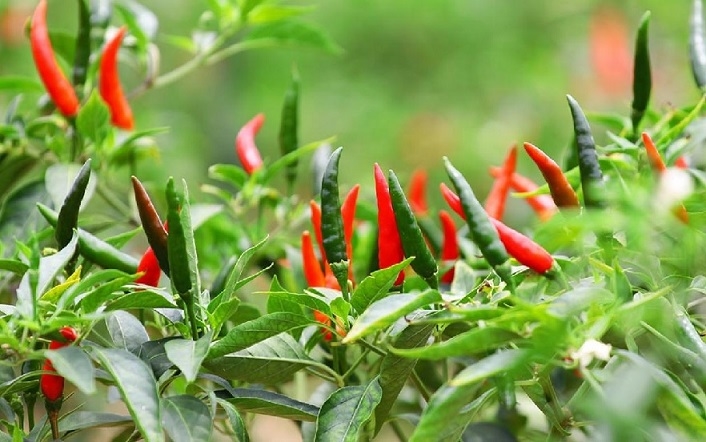 Chăm sóc cây ớt chỉ thiên hiệu quả tại nhà