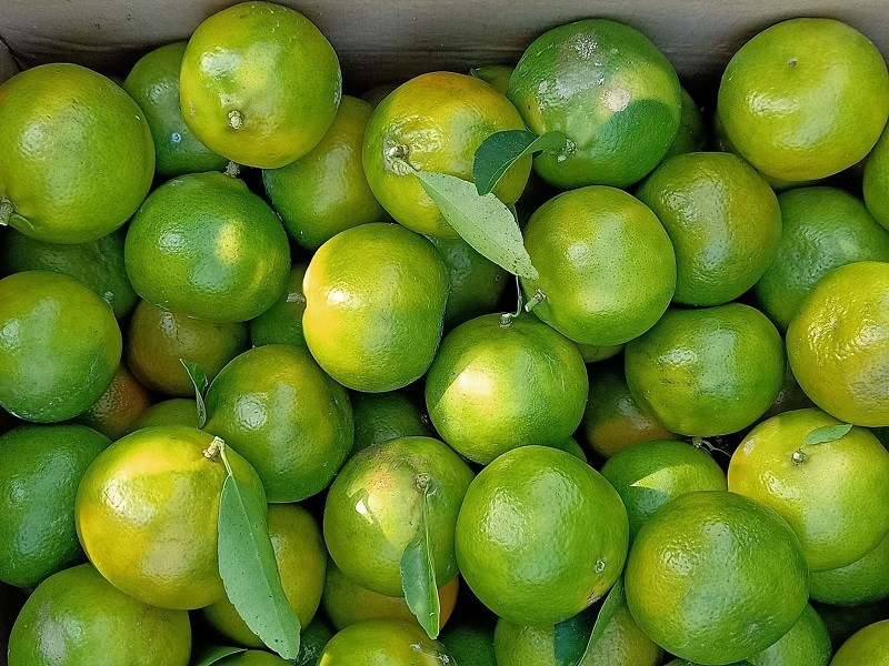 chăm sóc cây quýt đường chăm sóc cây quýt đường