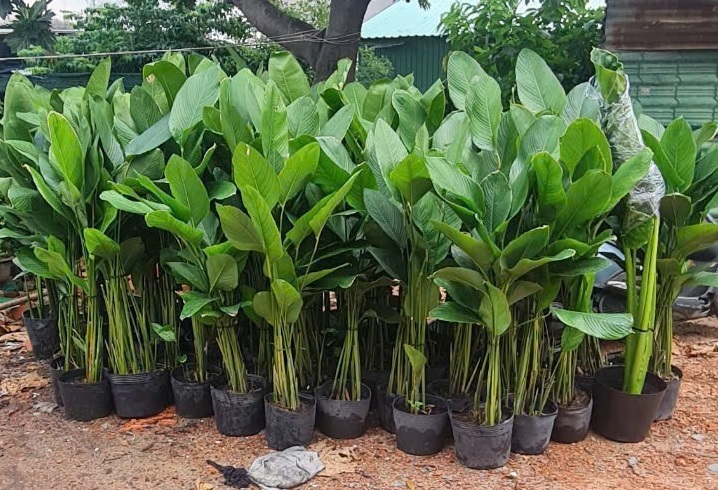 Chăm sóc cây xanh trong sân vườn
