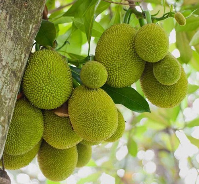 Chăm sóc cây mít tố nữ nhanh ra trái