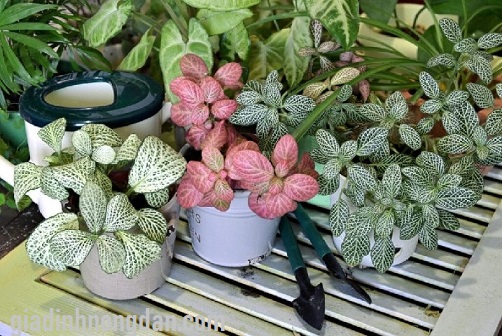 Chậu Cây Cẩm Nhung Chậu Cây Cẩm Nhung