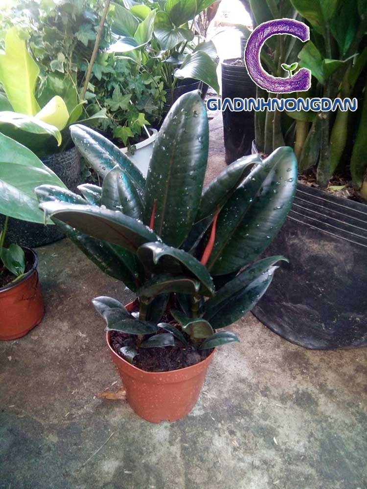 Chậu Cây Đa Búp Đỏ Chậu Cây Đa Búp Đỏ