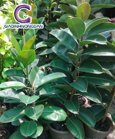 Chậu Cây Đa Búp Đỏ Chậu Cây Đa Búp Đỏ