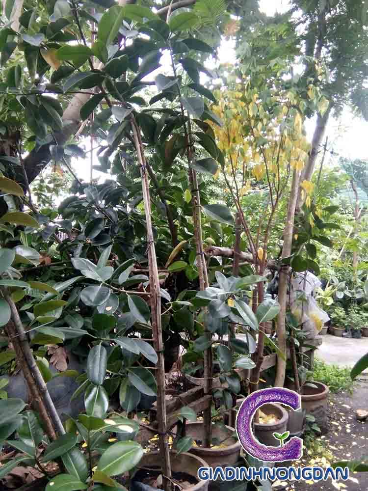 Chậu Cây Đa Búp Đỏ Chậu Cây Đa Búp Đỏ
