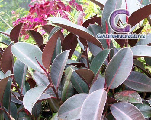 Chậu Cây Đa Búp Đỏ Chậu Cây Đa Búp Đỏ