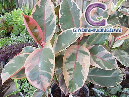 Chậu Cây Đa Búp Đỏ Chậu Cây Đa Búp Đỏ
