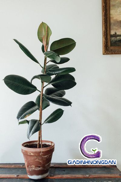 Chậu Cây Đa Búp Đỏ Chậu Cây Đa Búp Đỏ