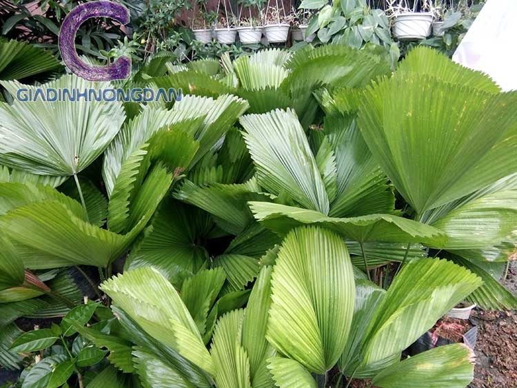 Chậu Cây Kè Nhật Chậu Cây Kè Nhật