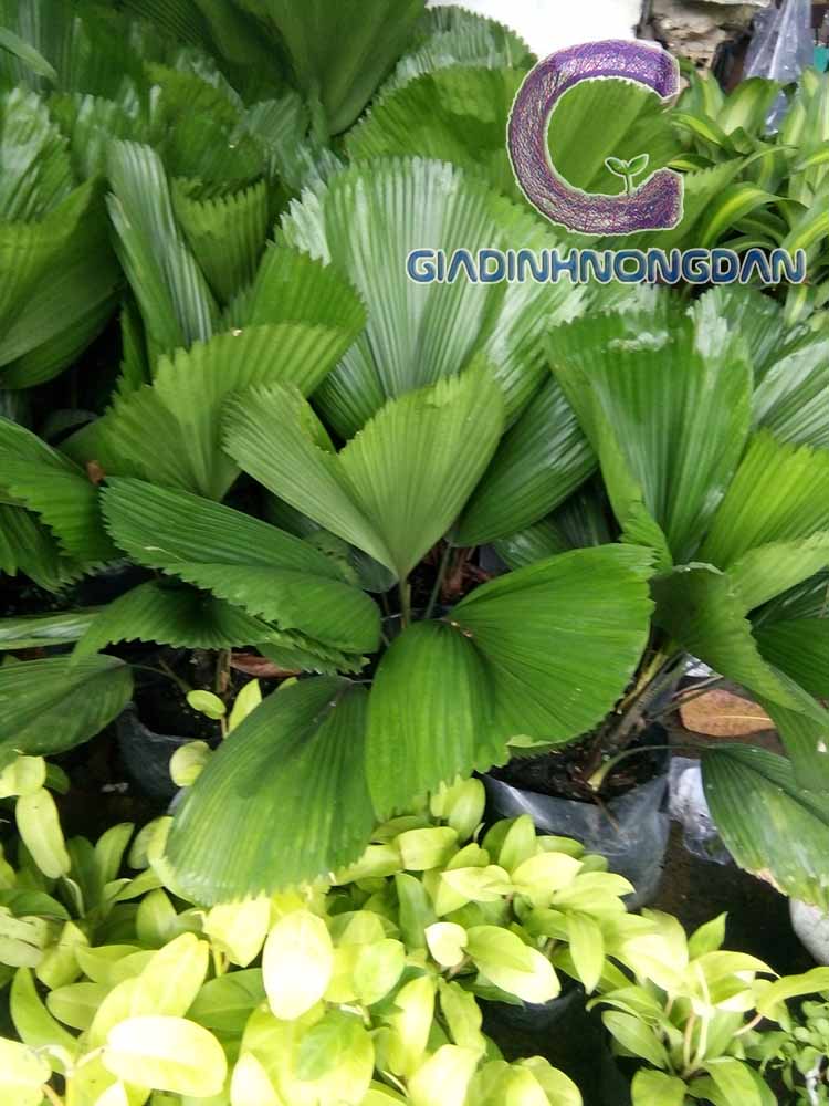 Chậu Cây Kè Nhật Chậu Cây Kè Nhật