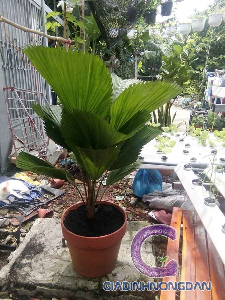 chậu cây kè nhật chậu cây kè nhật