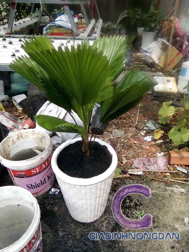 chậu cây kè nhật chậu cây kè nhật