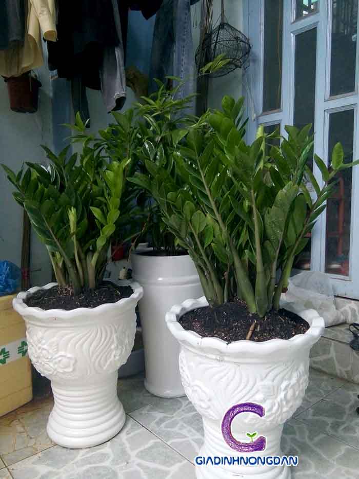 Chậu Cây Kim Phát Tài