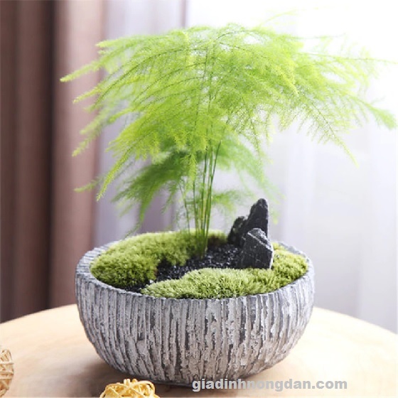 Chậu Cây Kim Thủy Tùng Chậu Cây Kim Thủy Tùng