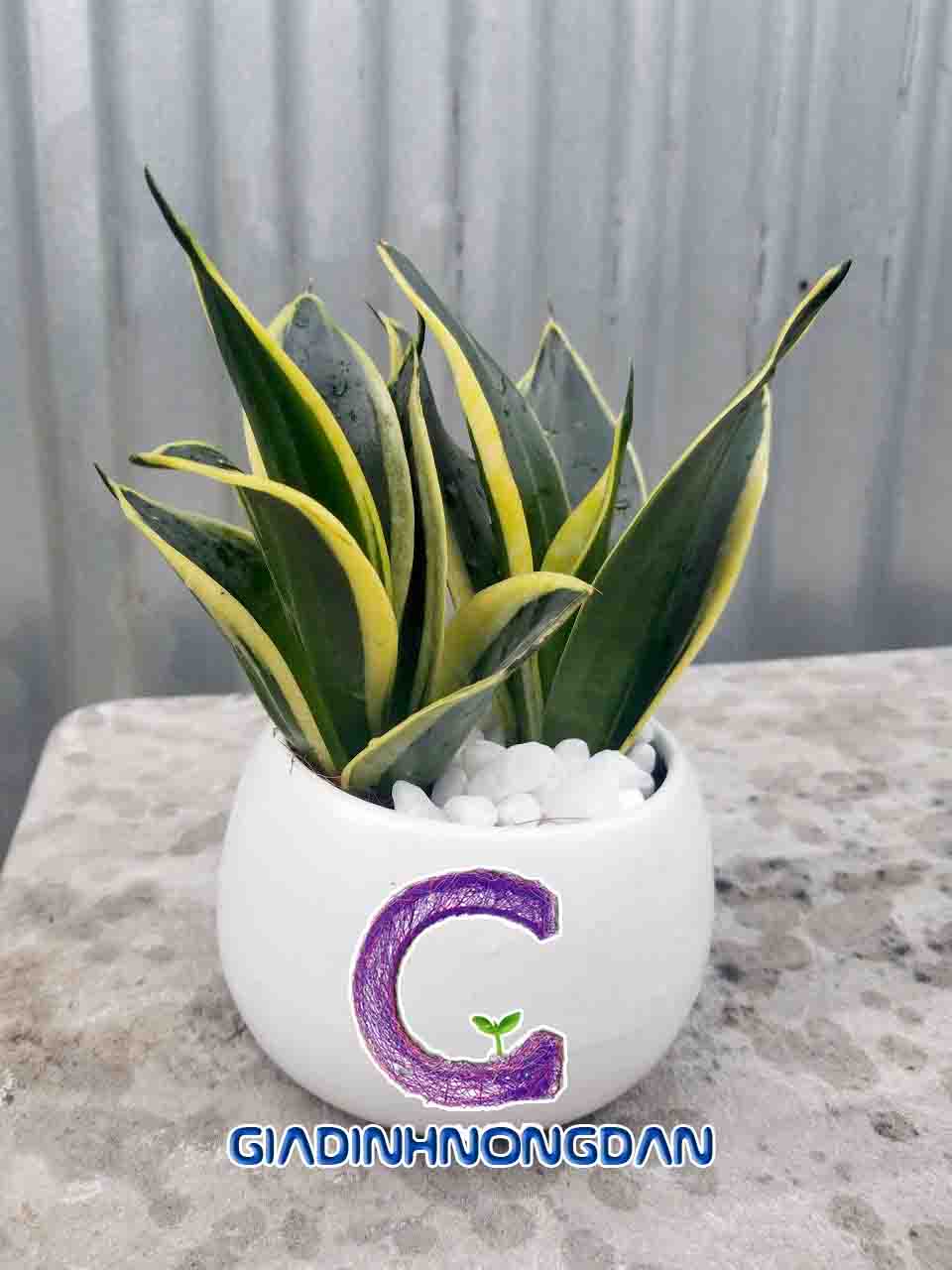 Chậu Cây Lưỡi Hổ Chậu Cây Lưỡi Hổ