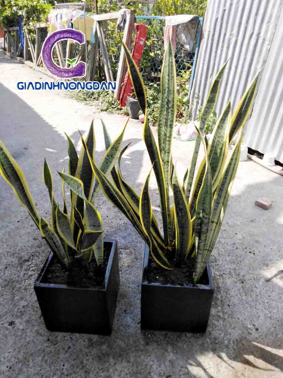 Chậu Cây Lưỡi Hổ Chậu Cây Lưỡi Hổ