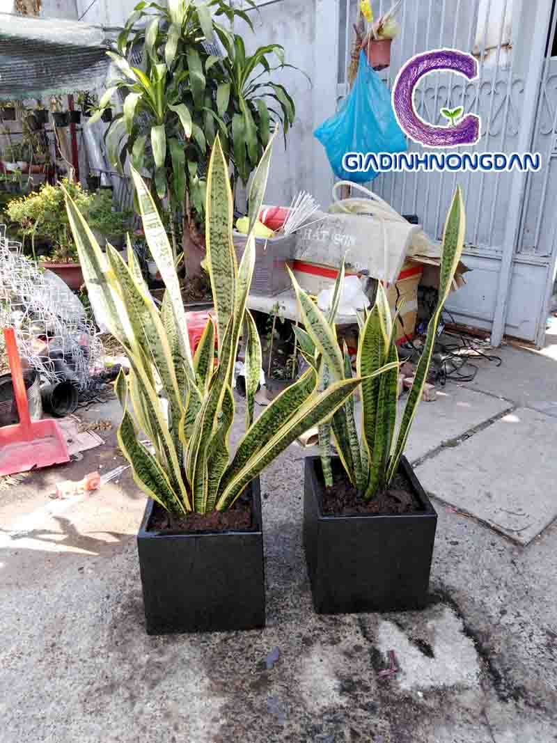 Chậu Cây Lưỡi Hổ Chậu Cây Lưỡi Hổ