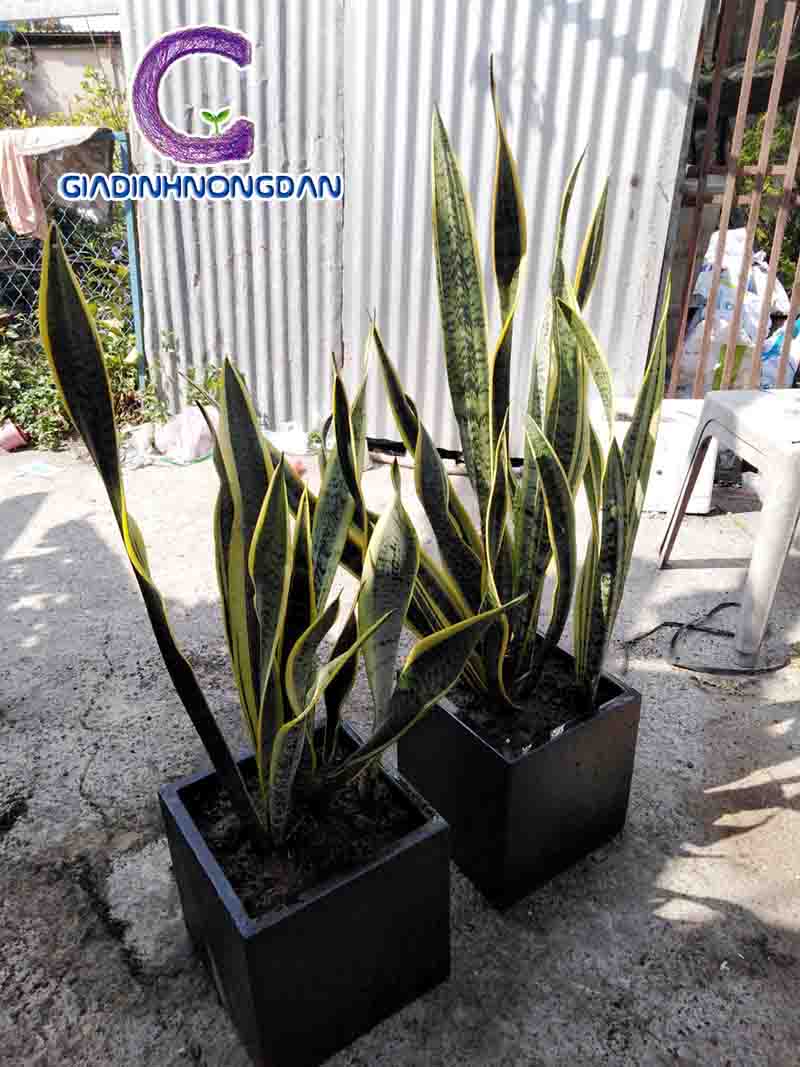 Chậu Cây Lưỡi Hổ Chậu Cây Lưỡi Hổ