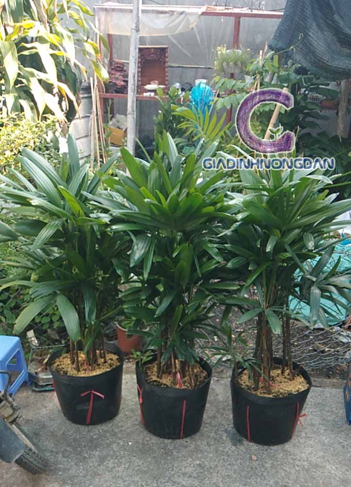 Chậu Cây Mật Cật Chậu Cây Mật Cật
