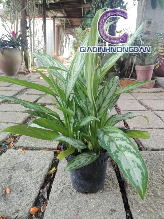 Chậu Cây Ngân Hậu Chậu Cây Ngân Hậu