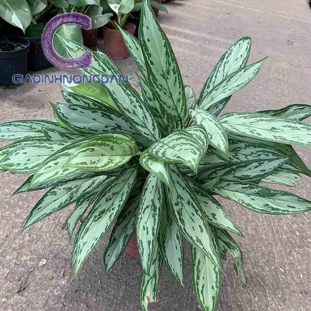 cây ngân hậu cây ngân hậu