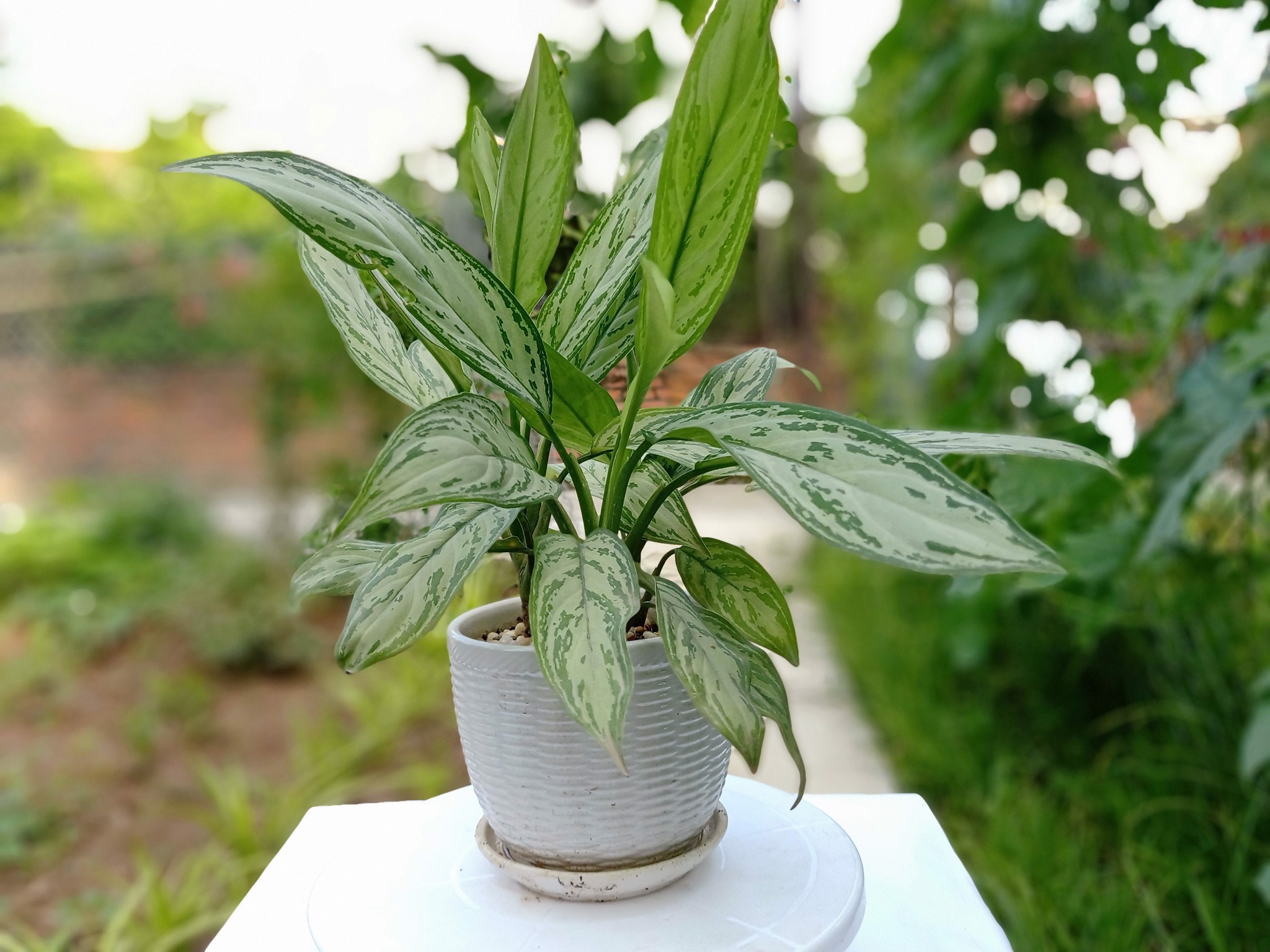 Chậu Cây Ngân Hậu Chậu Cây Ngân Hậu
