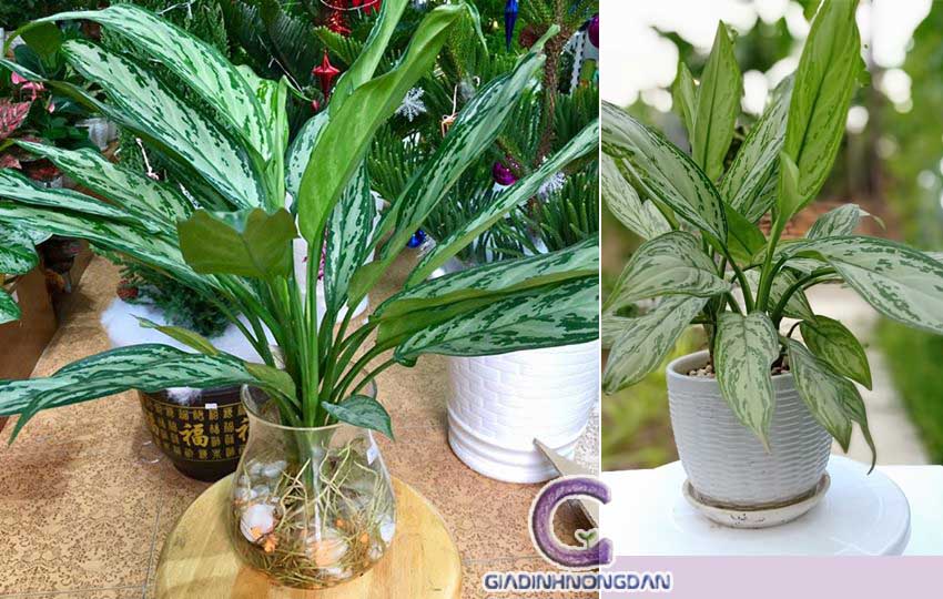 cây ngân hậu cây ngân hậu