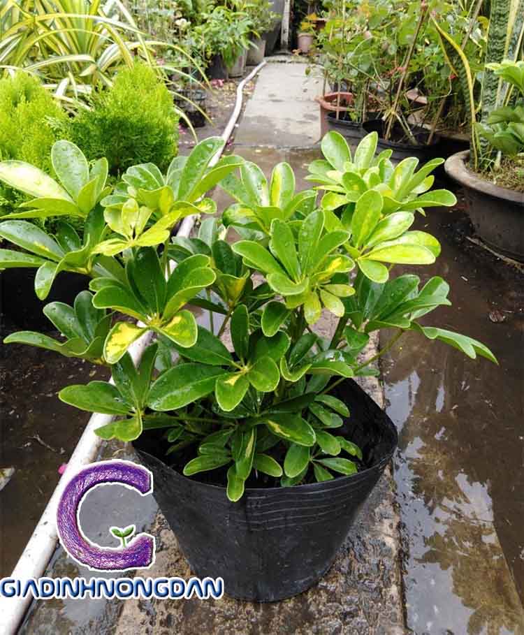 Chậu Cây Ngũ Gia Bì(cây chân chim) Chậu Cây Ngũ Gia Bì(cây chân chim)