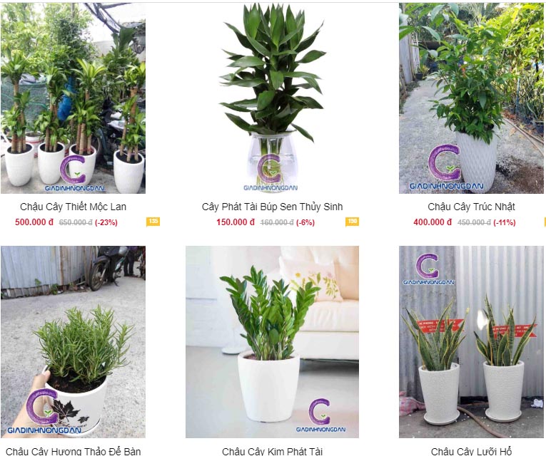 cây nội thất đẹp cây nội thất đẹp