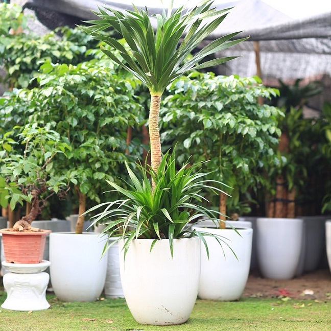 Chậu Cây Phát Tài Núi 2 Tầng Chậu Cây Phát Tài Núi 2 Tầng