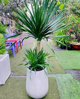 Chậu Cây Phát Tài Núi 2 Tầng Chậu Cây Phát Tài Núi 2 Tầng