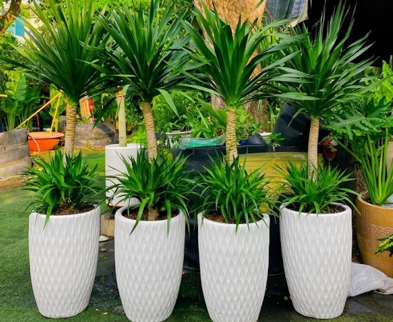Chậu Cây Phát Tài Núi 2 Tầng Chậu Cây Phát Tài Núi 2 Tầng
