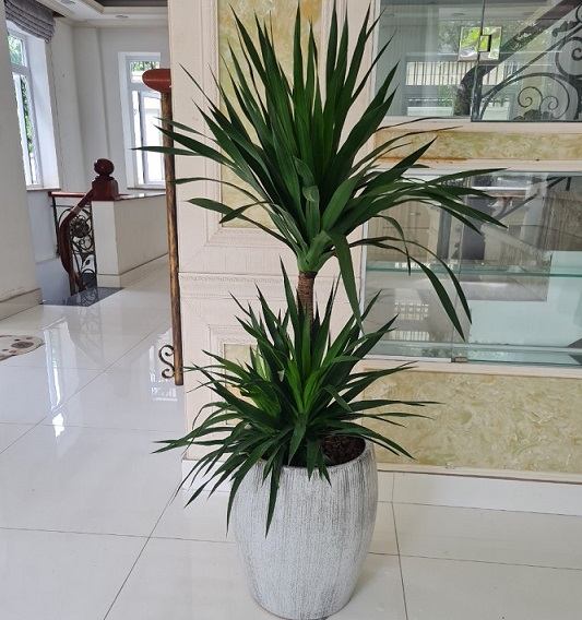 Chậu Cây Phát Tài Núi 2 Tầng Chậu Cây Phát Tài Núi 2 Tầng