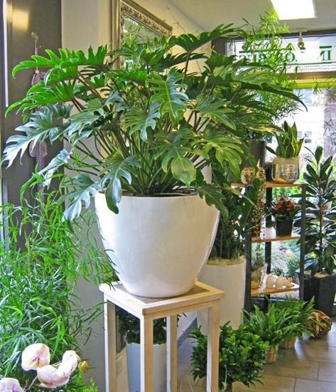 Chậu Cây Trầu Bà Chân Vịt Chậu Cây Trầu Bà Chân Vịt