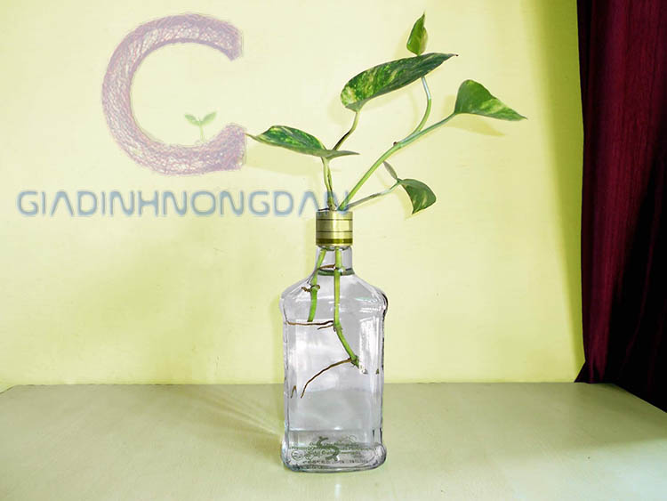 Cây Trầu Bà Thủy Sinh