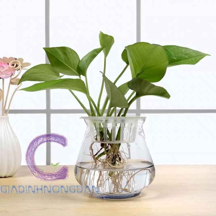 Cây Trầu Bà Thủy Sinh